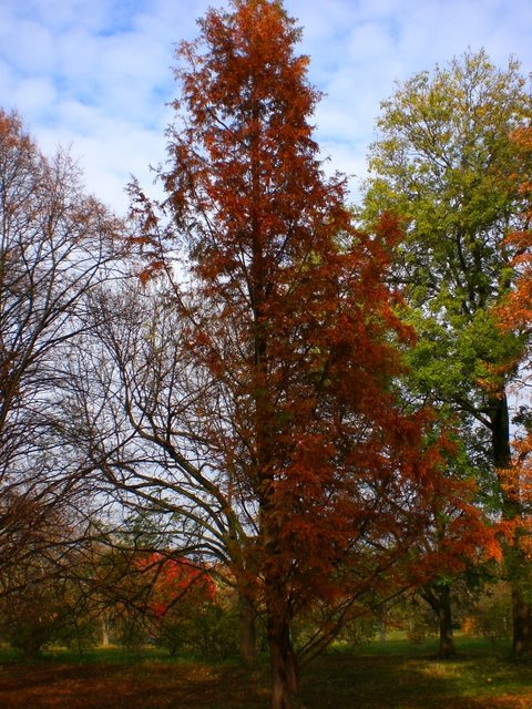 Metasequoia glyptostroboides automne